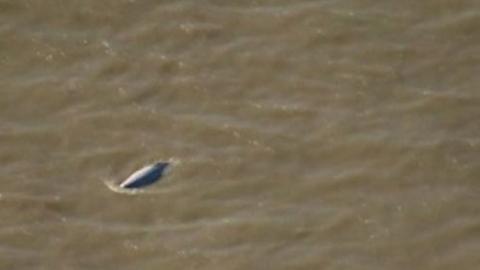 Whale spotted in Thames