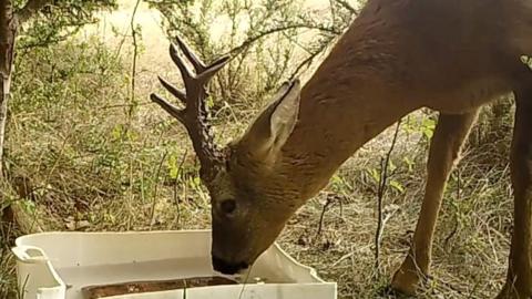 Deer drinking from temporary water tray