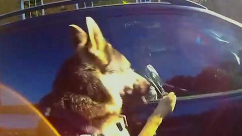 Police dog jumping at car