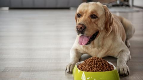 A labrador with a bowl of food