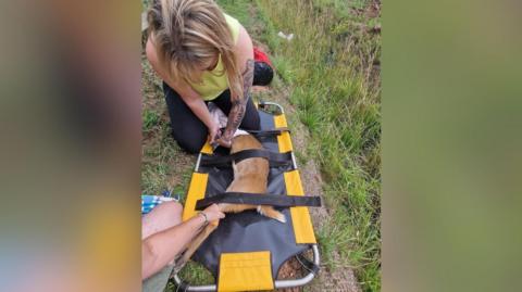 The deer strapped into a stretcher