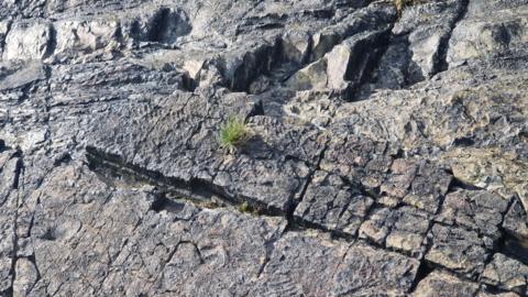 The Charnia Brasieri