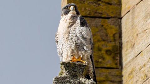 A dark grey and white feathered peregrine falcon stands on a section of Worcester Cathedral.