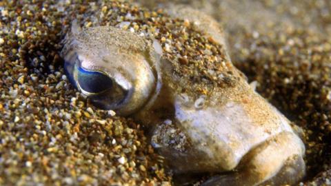 Weever fish buried in the sand