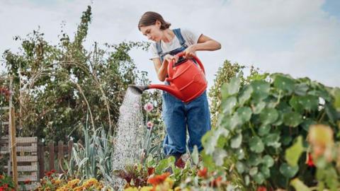 A woman uses a red watering can to water flowers on an allotment. There are shrubs, climbers and flowers around her. She is wearing a white T-shirt and blue overalls.
