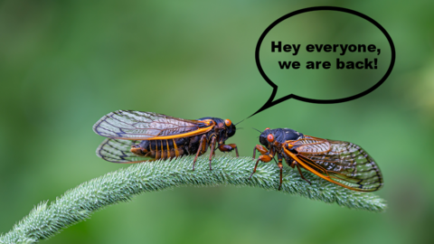 Two cicadas on a plant 
