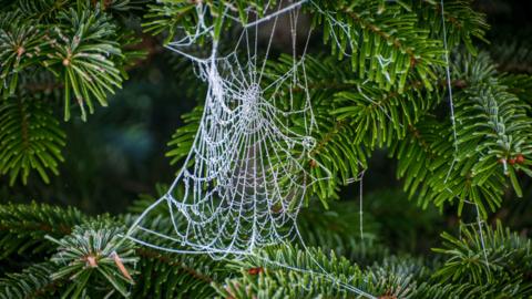 A spider web covered in frozen dew hangs between branches of a green pine tree. The web is in the centre of the image and is glistening against the dark background.