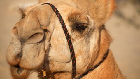 Camel in Broome, Australia