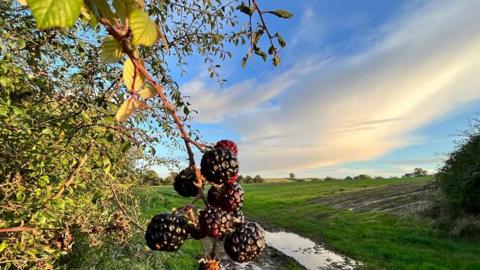 Blackberries are hanging off a bush in the foreground with a muddy field stretching out to the horizon. The sky is bright blue with a wide streak of white and yellow cloud cutting diagonally across it.