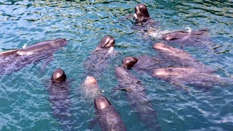 Pod of pilot whales