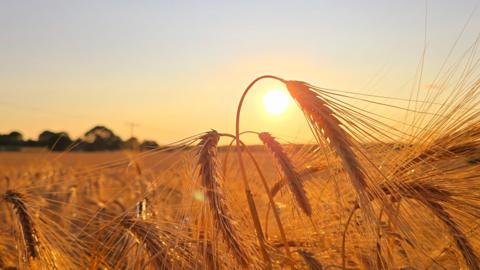 Sunshine behind a cereal crop. Photo has the yellowy glow of warmth.