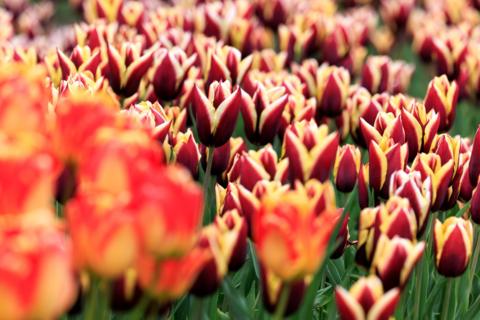 Close up images of tulips coming into bloom - mainly red with yellow heads