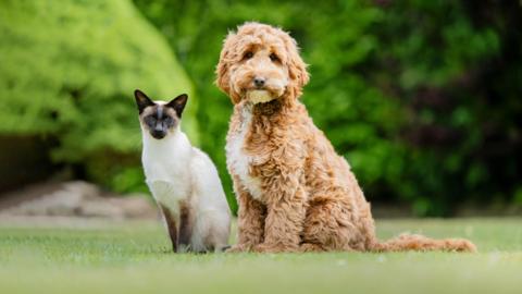 A Siamese cat sitting beside a dog in a garden green bushes behind them.
