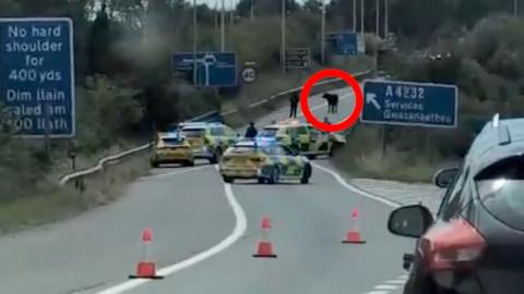Cow on the M4