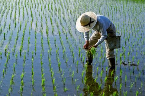 Rice farmer