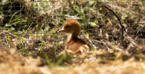 Crane chick at the wetlands centre.
