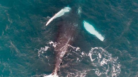 A humpback whale is pictured upside down on its back in the water. It has a grey underside and the bottom of its fins are white. The water is blue. 