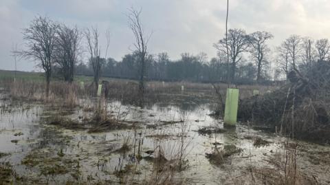 Flooded field