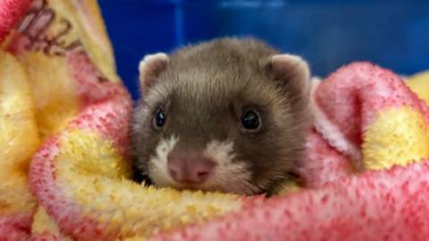 A young polecat swaddled in a pink and yellow blanket