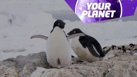 Penguins on a rock and the Your Planet logo