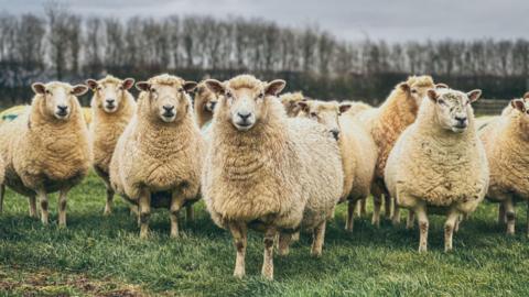 Flock of sheep in a field