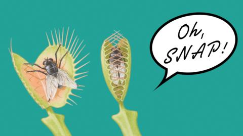 An image of an open Venus flytrap with a fly fllowed by a Venus flytrap closing on a fly and a speech bubble saying 'Oh, Snap!'.