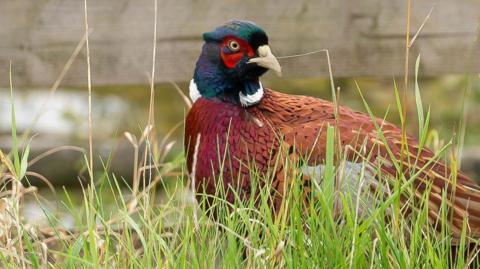 A pheasant with a green and blue feathered head, with red around its eyes and a brown feathered body, looks to the right of the image behind some grass.