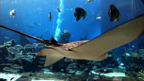 The aquarium at Atlantis, The Palm in Dubai