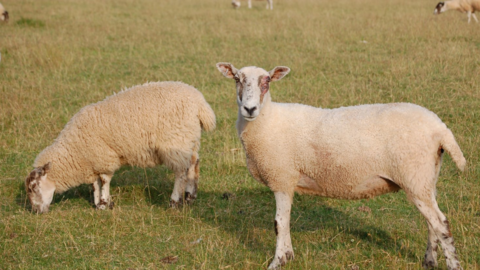 Sheep grazing in field