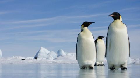 Emperor penguins in Antarctica