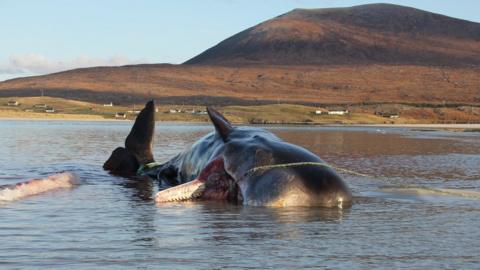 stranded whale