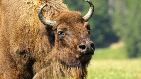 A bison.