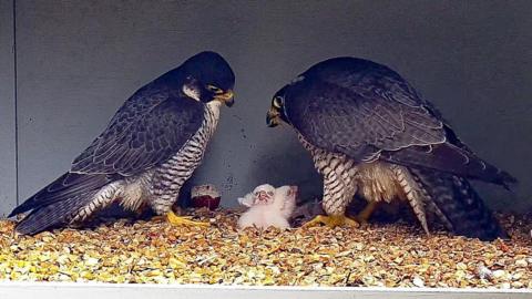 A pair of peregrine falcons and two white fluffy peregrine falcon chicks in the nesting box at a cathedral. 