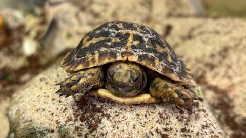 A close-up of a small baby pancake tortoise on a small sandy-coloured rock.
