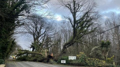 A large tree lying across the road outside Watson's Nursery in Greeba. The tree has split in two.