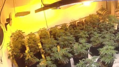 A large collection of green potted plants pictured in a room with heat lamps above them.