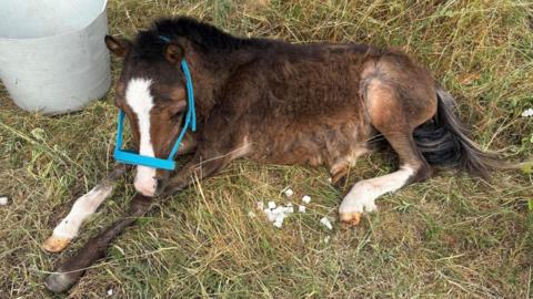 A young pony sitting down on grass next to a pile of sugar cubes