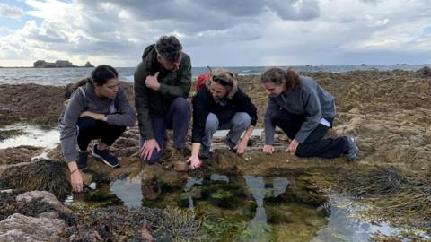 Four people crouched down next to a rock pool examining the water. In the background is the sea.