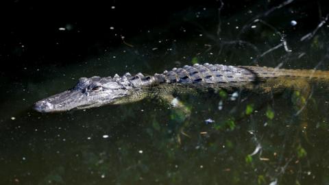 A crocodile swimming through green water