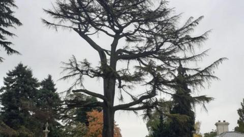 A large cedar tree in a park with other trees behind it. 