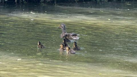 Eight ducklings swimming in a river just behind their mother.