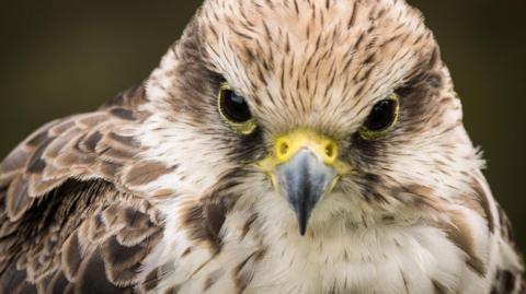 A close up photo of a peregrine falcon