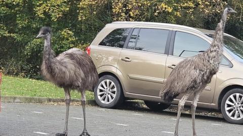 Emus