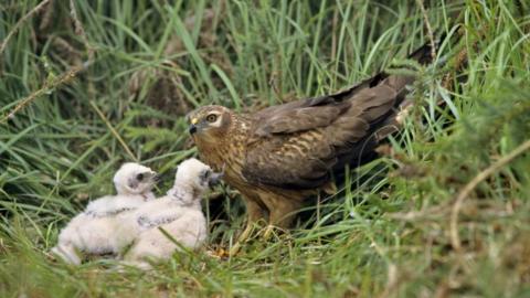 Three hen harriers in a natural grassy environment, likely a nest site on the ground.