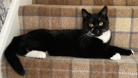 Bear, a black and white cat, lying on the stairs