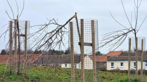 A field where three newly planted trees have had their main branches snapped, meaning they are hanging at severe angles. There are residential houses in the background.