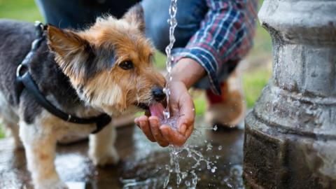 A small dog drinks water from a fountain which his owner has cupped in his hand. 