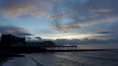 Haid o ddrudwy uwchben pier Aberystwyth