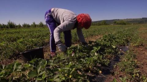 Romanian strawberry picker