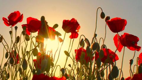 Red poppies and buds against a yellow background at the Sun rises in the sky